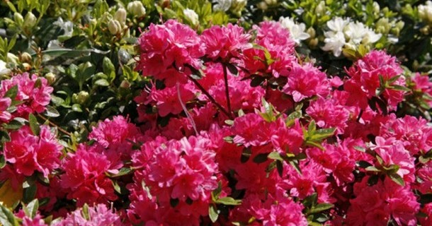 Festa dell’azalea - L’impegno della Misericordia