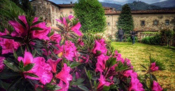 Azalea e Misericordia: un legame indissolubile
